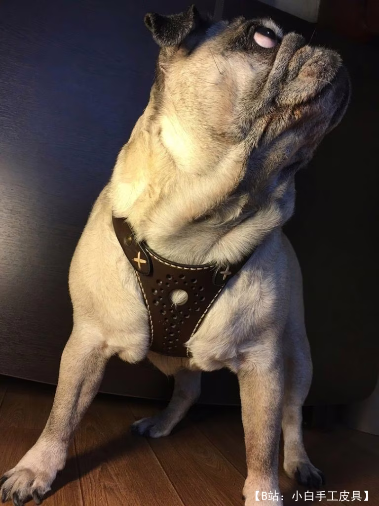 免费版型狗背带 - 1